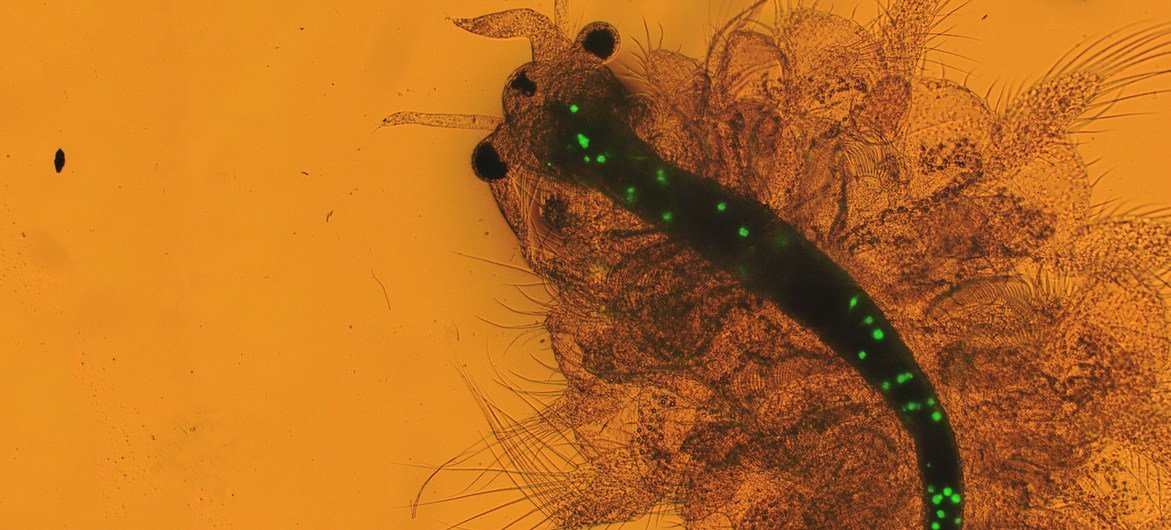 Des particules microplastiques, probablement confondues avec du plancton, apparaissent dans le corps d'une crevette.