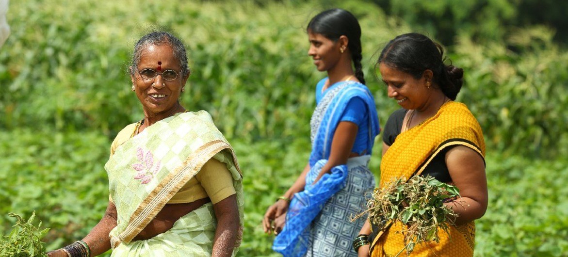 संयुक्त राष्ट्र विकास कार्यक्रम भारत में महिलाओं को आत्मनिर्भर बनाने के लिए अनेक कार्यक्रम व योजनाएं चला रहा है जिनमें कुछ खेतीबाड़ी के क्षे्त्र में भी हैं.