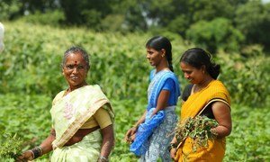 Disha Project supported by IKEA foundation to promote organic methods of cultivation as a means to economically empower women farmers.
