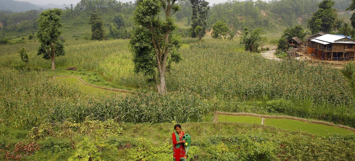 من الأرشيف: المزارعة الريفية شاندرا كالا ثابا تعمل في الحقول بالقرب من قرية شاتيون، نيبال.