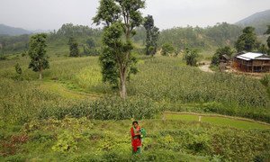  Rural woman farmer Chandra Kala Thapa works in the fields near Chatiune Village, Nepal. (File)