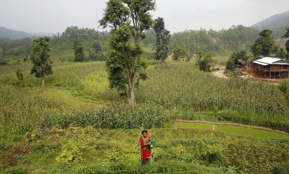 A farmer in rural Nepal tends to the crops. Nature-based solutions are low-cost options to reduce climate risks, protect biodiversity and bring benefits for communities. (file photo)