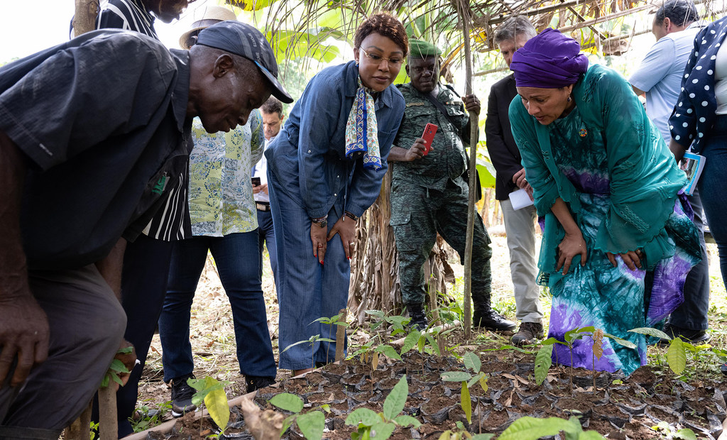 La régénération des plantations grâce à l'agroforesterie est essentielle à la pérennité de la filière cacao selon la Vice-Secrétaire générale des Nations Unies.