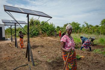 تعمل النساء في تعاونية زراعية في زامبيا.