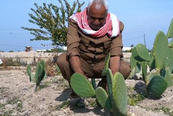 تساعد منظمة الفاو المزارعين الضعفاء في ضواحي العاصمة السورية دمشق على التكيف بشكل أفضل مع تغير المناخ من خلال زراعة نبات الصبار الأملس.