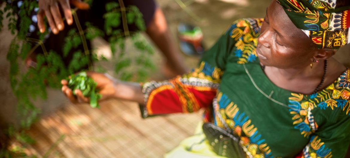Une femme trie des feuilles de Moringa dans les îles Tristao, en Guinée.