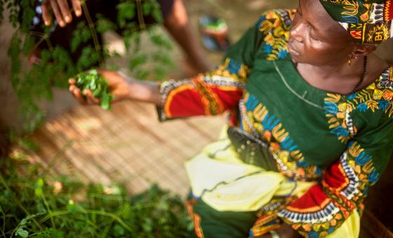 A woman folds Moringa leaves in the Tristao Islands, Guinea.