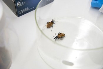 Triatomine bugs, found mainly in Latin American and southern USA, are known to cause Chagas disease.