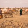 العائلات النازحة المتضررة من الجفاف، المنطقة الصومالية، إثيوبيا.