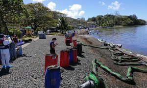 El personal y los expertos de la OIM evalúan el impacto del derrame de petróleo en el Bois des Amourettes, dentro del distrito Grand Port en Mauricio.