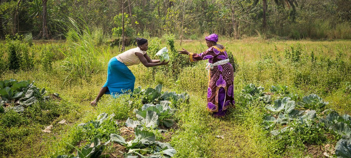 Des agricultrices de la Koinadugu Women's Vegetable Cooperative en Sierra Leone, récoltent les choux de leur potager communautaire.
