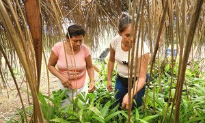 Women forest conservation workers in the northern Bolivian Amazon..