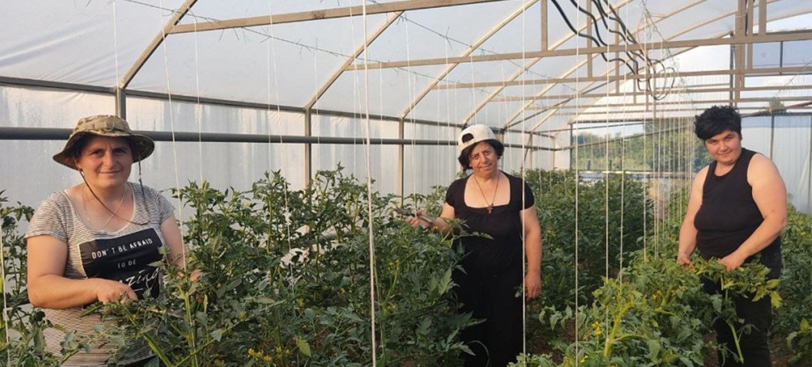 Несмотря на сложности, связанные с пандемией, работницы овощного хозяйства Кети Томеишвили продолжили поставки продукции своим потребителям.