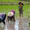 Em Beung Kiat Ngong, no Laos, as zonas úmidas são usadas para cultivar arroz