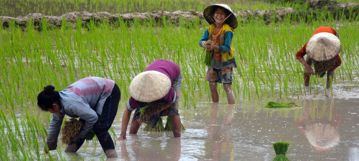 Em Beung Kiat Ngong, no Laos, as zonas úmidas são usadas para cultivar arroz