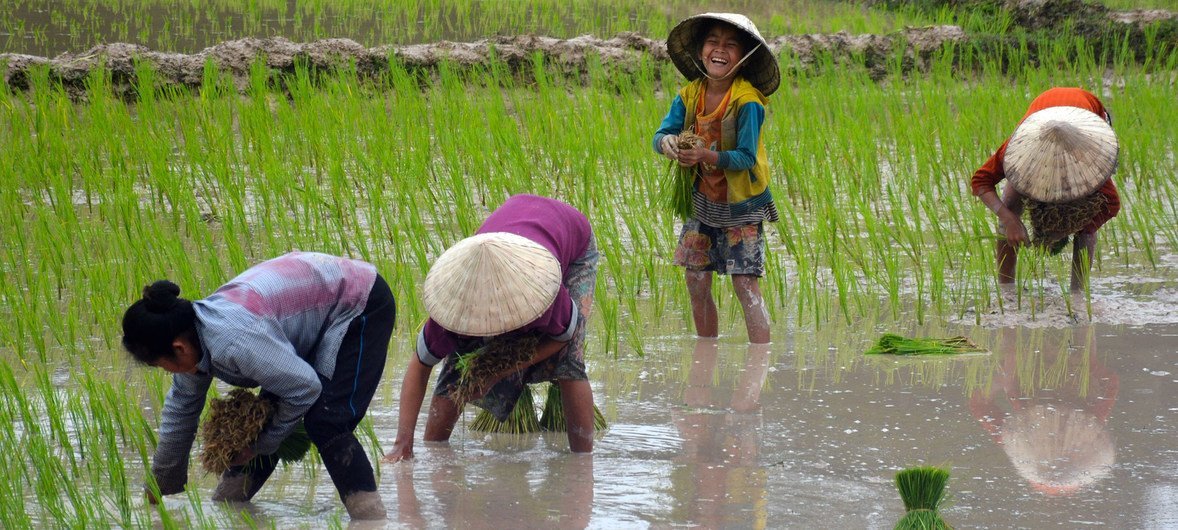 Villagers grow rain-fed rice in Beung Kiat Ngong wetlands, Lao People's Democratic Republic. (File)