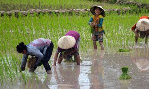 Villagers grow rain-fed rice in Beung Kiat Ngong wetlands, Lao People's Democratic Republic. (File)