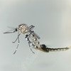 El mosquito aedes aegypti transmite zika, además del dengue y el chikungunya.