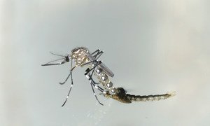 El mosquito aedes aegypti transmite zika, además del dengue y el chikungunya.