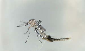 The aedes aegypti mosquito transmits zika, in addition to dengue and chikungunya.