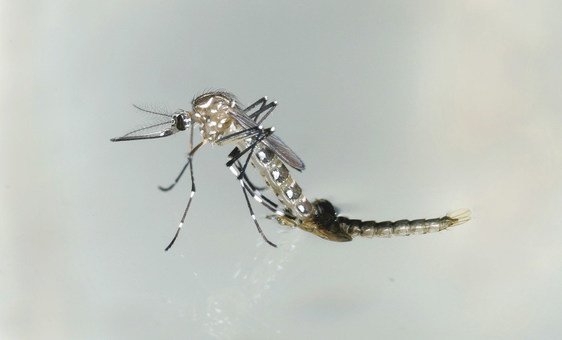 O mosquito aedes aegypti transmite doenças como chikungunya, dengue e zika. 