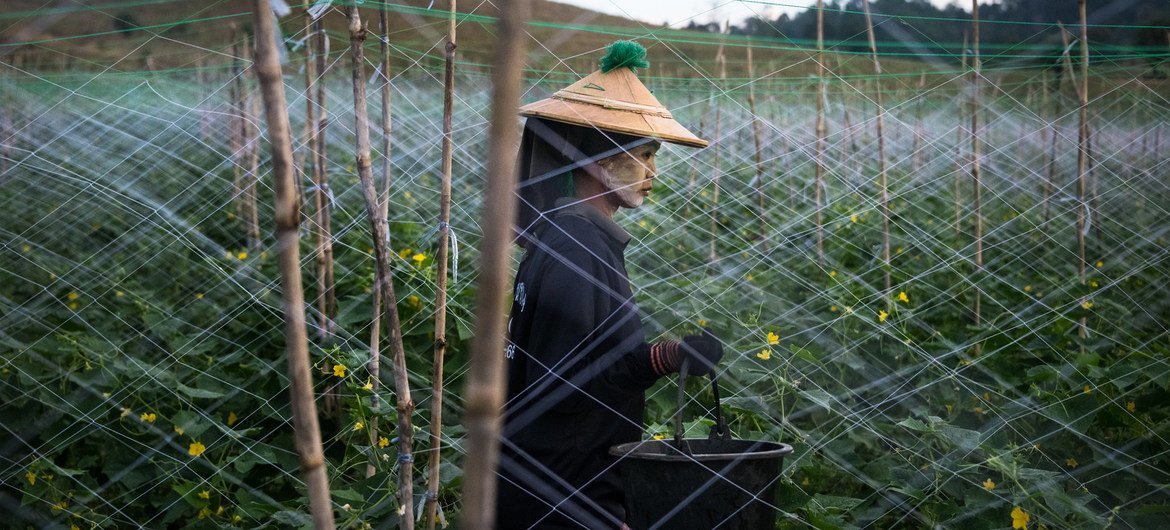 一名缅甸移民劳工在泰国美索的一处黄瓜种植园工作。每次种植园喷洒农药，化学药品对空气的污染都会持续好几天，紧邻种植园的移民劳工宿舍也难以幸免。