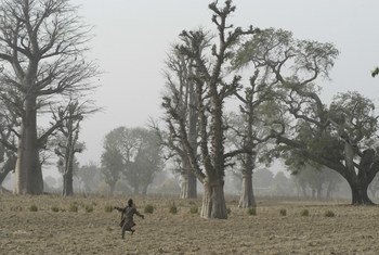 尼日利亚西北部卡齐纳州，一名儿童正在田间奔跑。