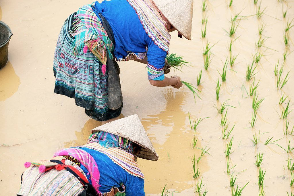 Des agricultrices piquant du riz au Vietnam