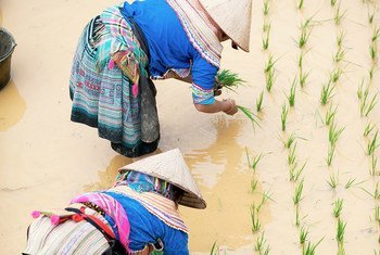 Plantação de arroz. 