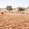لاجئون من مالي يزرعون الخضروات في أولام بمقاطعة تيلابيري في النيجر.