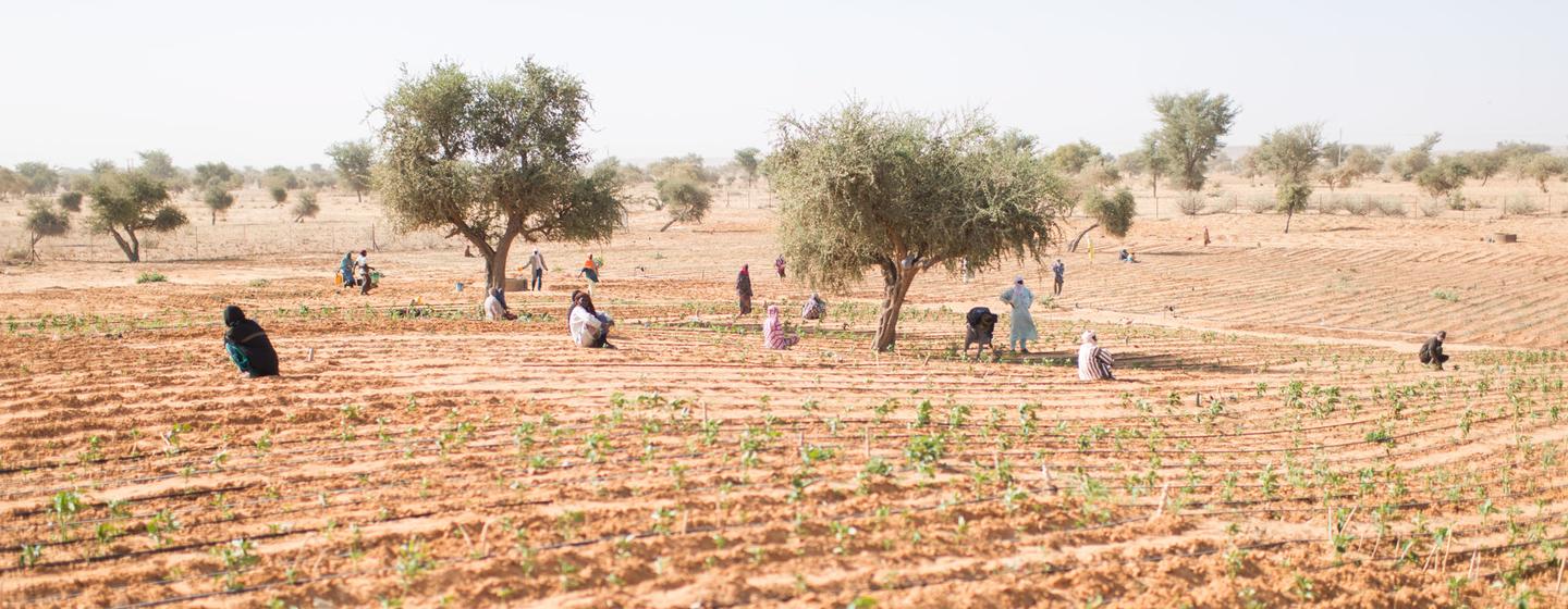 Des réfugiées maliennes cultivent des légumes à Ouallam, dans la région de Tillaberi, au Niger.