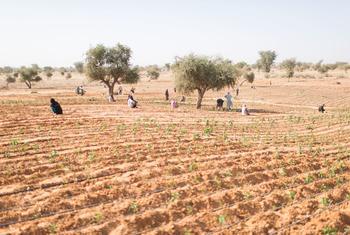 Des réfugiées maliennes cultivent des légumes à Ouallam, dans la région de Tillaberi, au Niger.