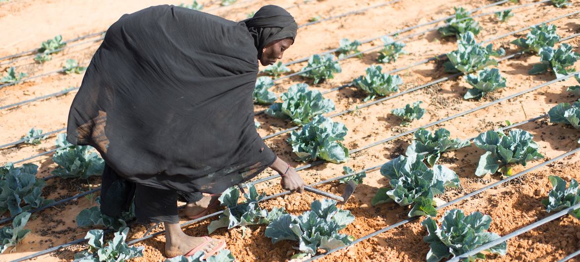 Une réfugiée malienne s'occupe de légumes dans un jardin maraîcher à Ouallam, au Niger.
