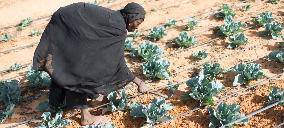 A Malian refugee grazes vegetables at a market garden in Ouallam, Niger.