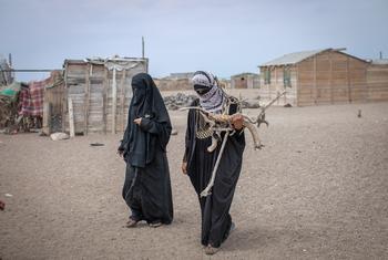 سيدتان تجمعان الحطب لاستخدامه في الطهي، المخا، اليمن.