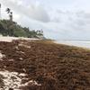 Des algues de sargasse recouvrent une plage de la côte est de la Barbade, en juin 2022.