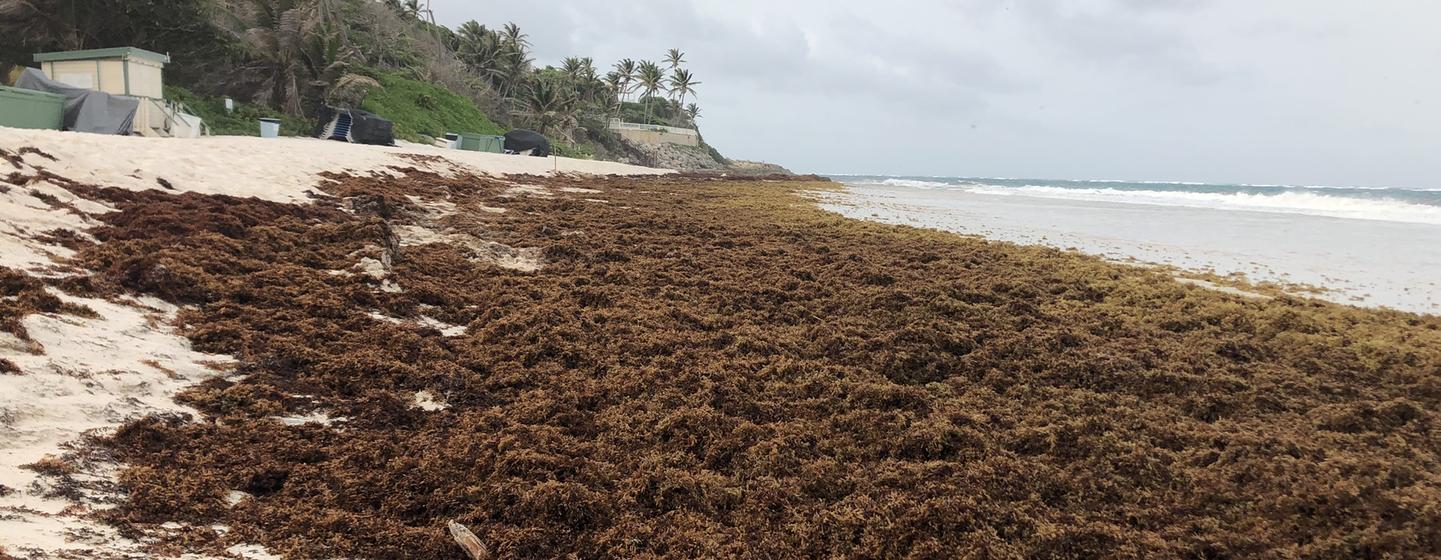 Sargassum seaweed covers a beach on the eastern coast of Barbados, in June 2022