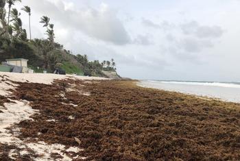 Des algues de sargasse recouvrent une plage de la côte est de la Barbade, en juin 2022.