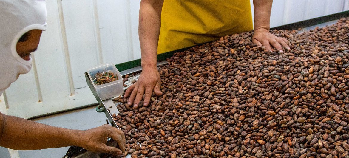 Production de cacao en Équateur 