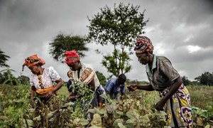 Mulheres que pertencem a cooperativa de agricultores, no Quênia, apanham feijão