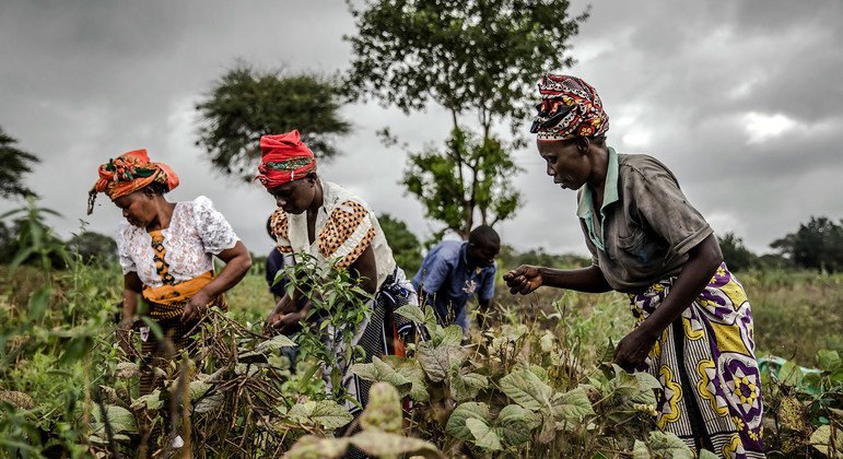 केनया में एक कृषक सहकारी संगटन की महिला किसान फलियों (बीन्स) की फ़सल में. विश्व में बहुतायत में भोजन उपलब्ध होने के बावजूद करोड़ों लोगों को भरपेट भोजन नहीं मिल पाता है.