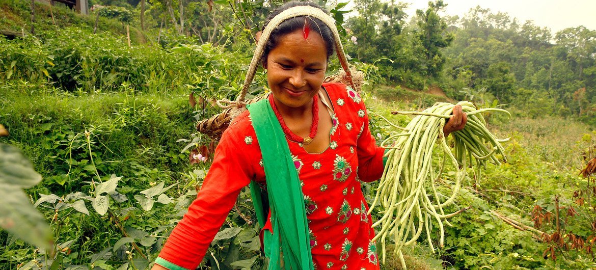 Rural women form a large proportion of the agricultural labour force in Nepal.