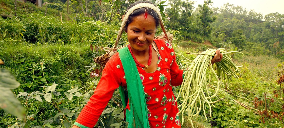 Rural women make up a large proportion of the agricultural workforce in Nepal.