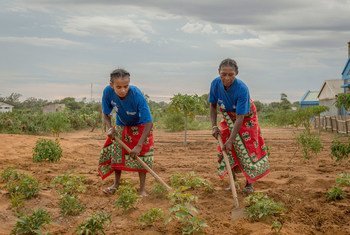 मेडागास्कर में कुछ महिलाएं सब्ज़ियों वाले खेत में काम करती हुईं. इनके खेतों को बहुत छोटे स्तर पर मुहैया कराई गई सिंचाई व्यवस्था से पानी मिलता है. इस परियोजना को विश्व खाद्य कार्यक्रम से सहायता मिलती है.
