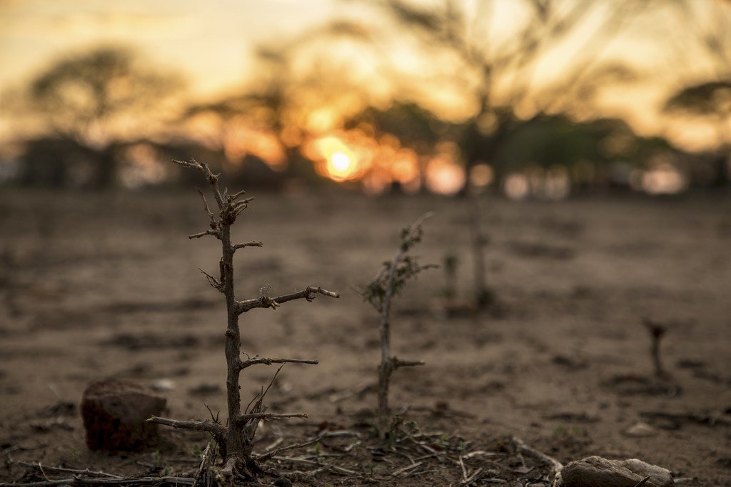 ساهم الجفاف في زيمبابوي بحدوث أسوأ أزمة جوع منذ عقود.