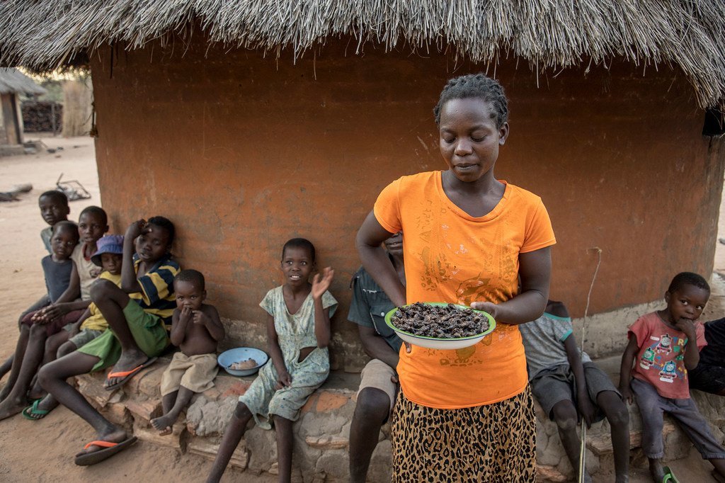 A Mazambara, au Zimbabwe, où la pluie se fait rare, une femme montre une assiette de sauterelles, une des options alimentaires disponibles.