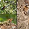 بعض أنواع الحياة البرية في منتزه رويال ماناس الوطني.
