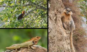 Wildlife in Royal Manas National Park includes the Golden Langur (right), the Rufous-necked hornbill (top left) and the Oriental Garden Lizard.