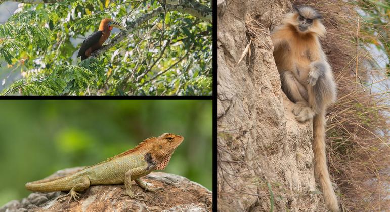 La vida silvestre en el Parque Nacional Royal Manas incluye el langur dorado (derecha), el cálao de cuello rufo (arriba a la izquierda) y el lagarto de jardín oriental. 