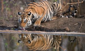 A tigress drinks from a waterhole at a tiger reserve.